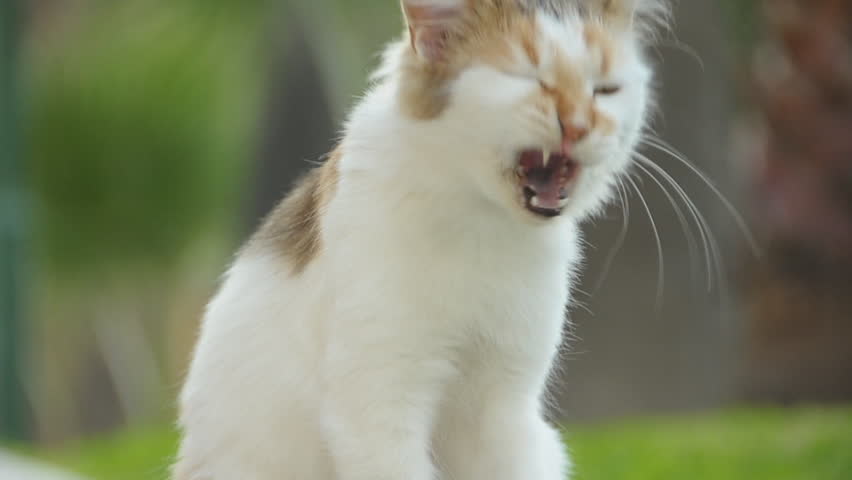 cat