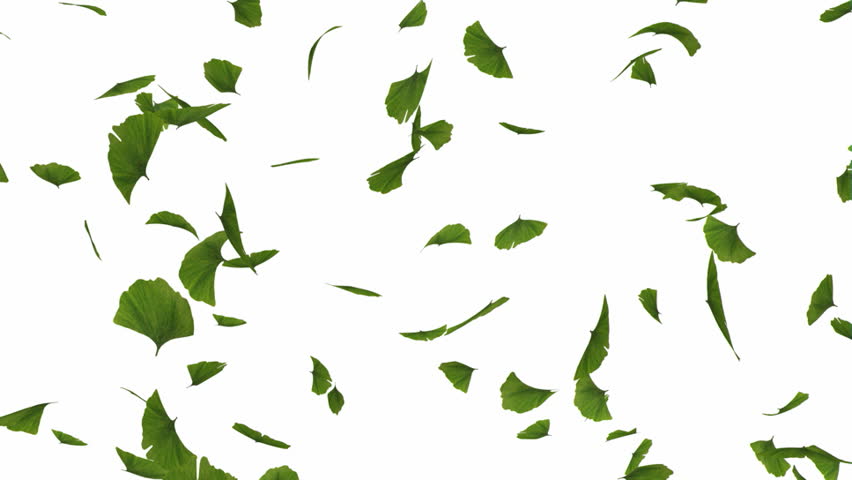 Falling gingko leaves - alpha masked and looped cg animation