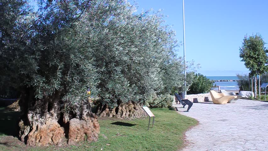 Cozy corner of the park with olive trees on the beach