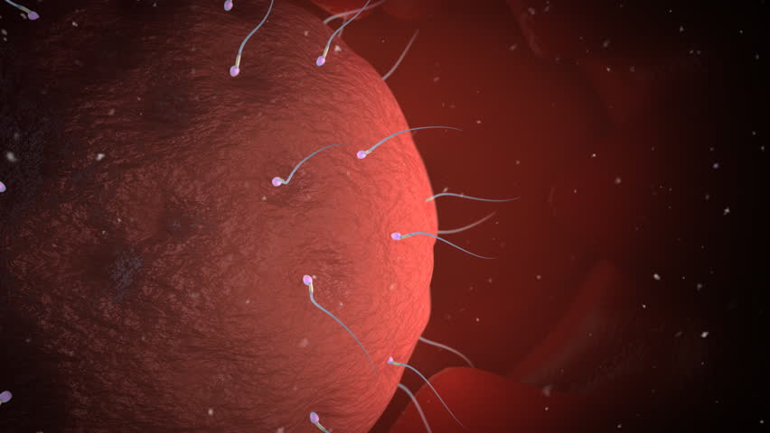 A sperm successfully penetrates an egg's wall and gets inside