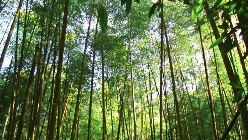 Bamboo canopy shimmers in sunlight in an asian bamboo forest. 