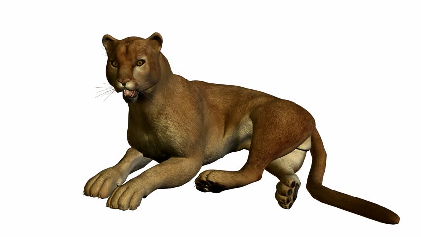 Puma lying down on a white background