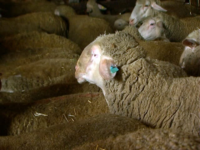 Sheep crowded together fill frame.