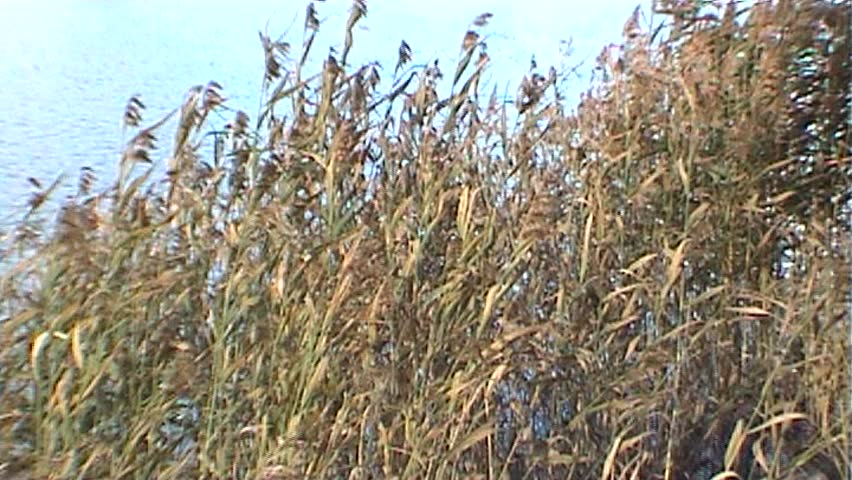 Grass texture near the lake, tripod, 16x9