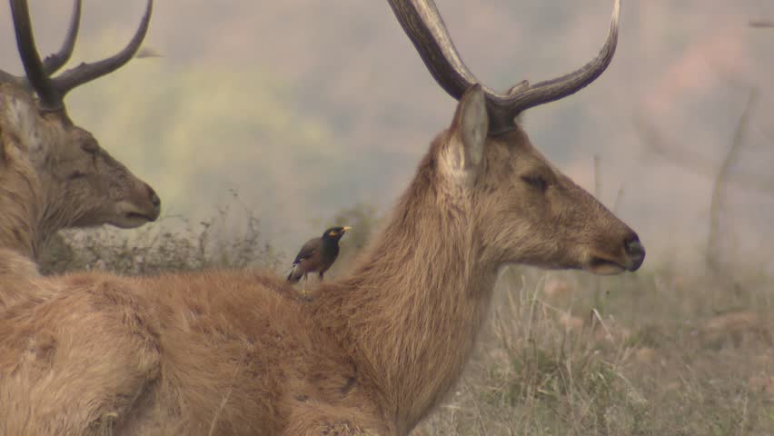 Header of mutualism