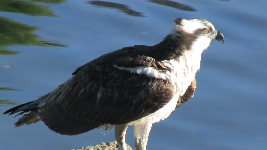 Osprey
