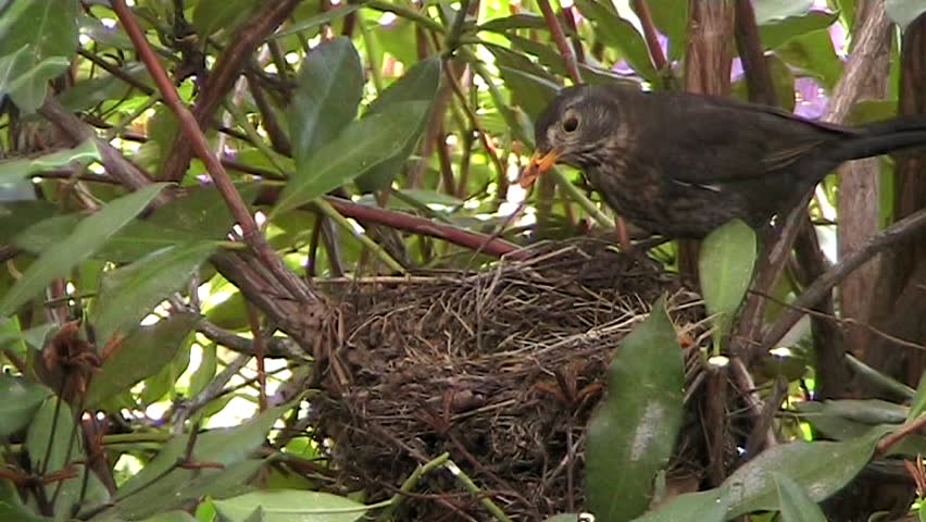 A motherbird feeds its two young chicks.