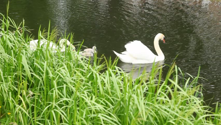 pair of white swans with nestlings on pond in park