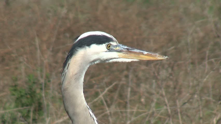Great Blue Heron Opening Beak