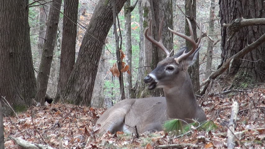 White-tailed deer sitting in the woods