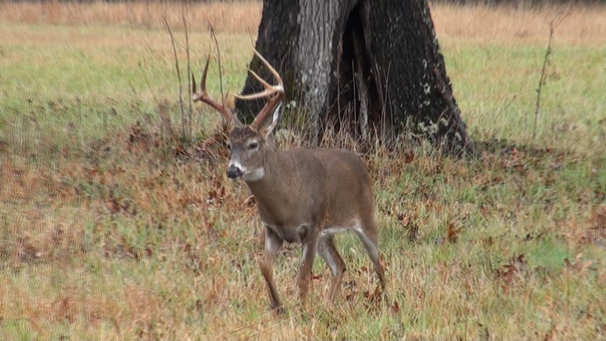 White-tailed deer walking through a meadow