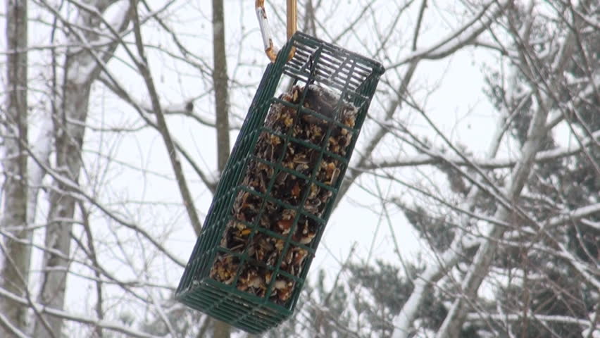 Chickadee visits a hanging suet feeder during a snowstorm