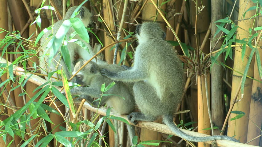Monkey preening session