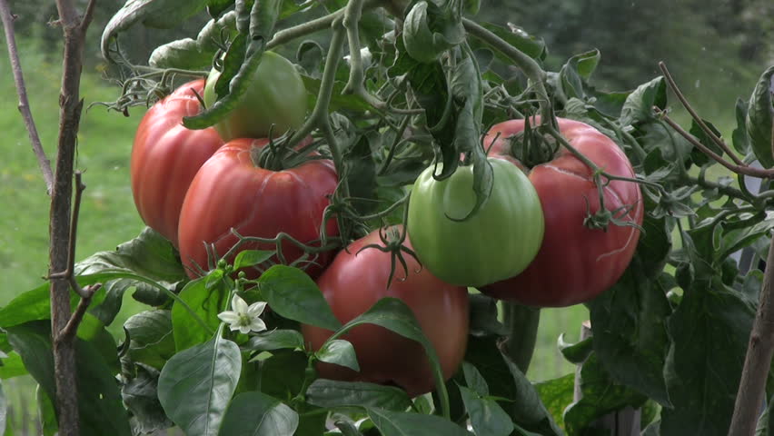 Picking tomato