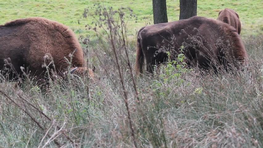 european bison, bison bonasus grazing
