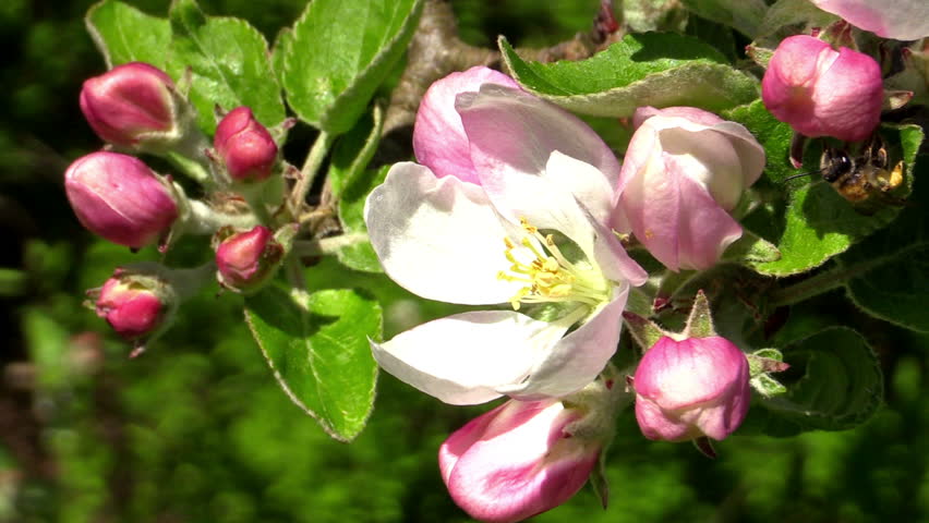 Header of Andrena