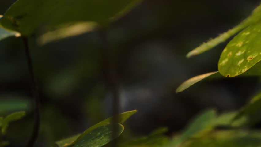 Header of sorrel