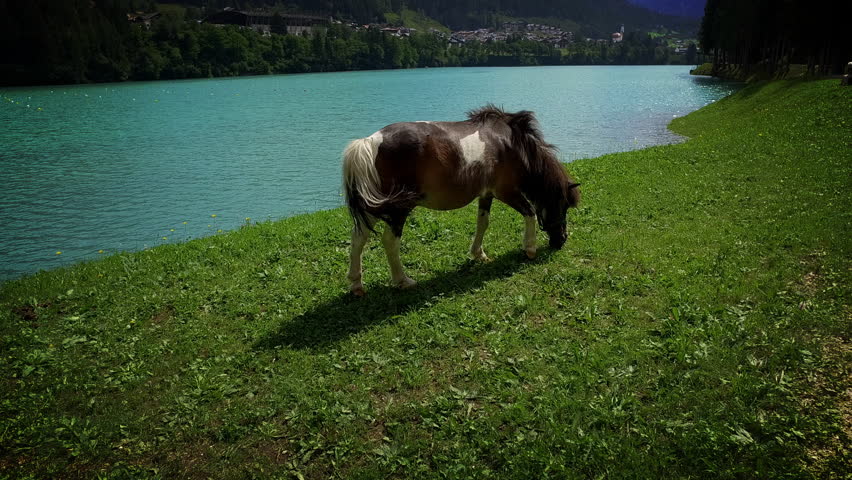 Header of pony