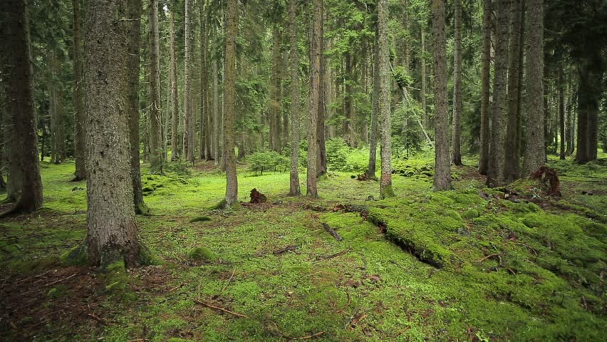 Header of spruce