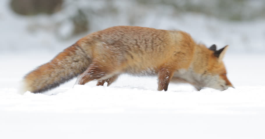 a-red-fox-image-free-stock-photo-public-domain-photo-cc0-images