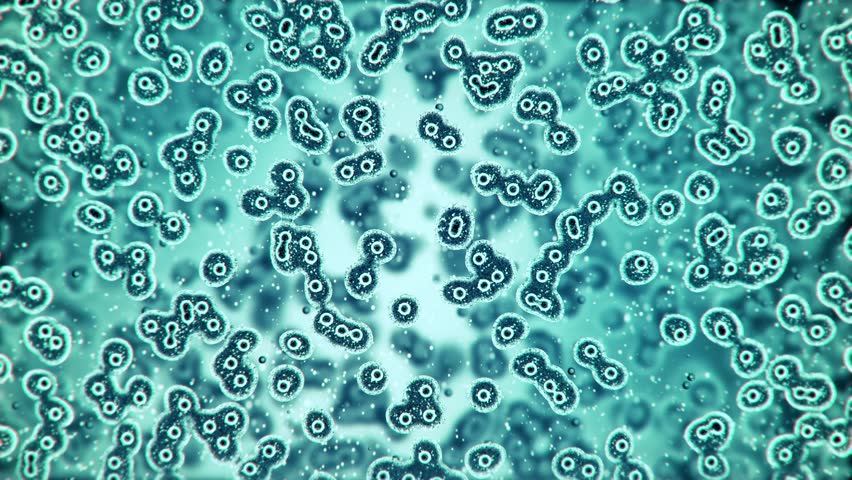 bacteria shapes microscope bacteria shapes microscope
