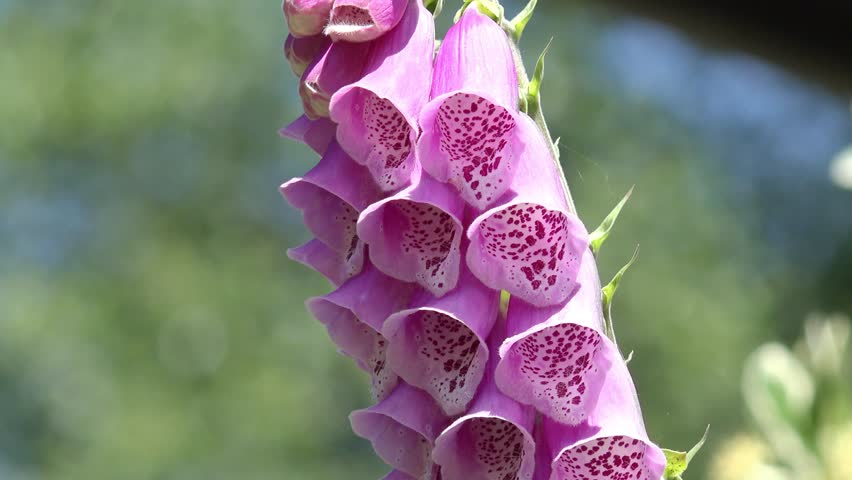 Header of foxglove