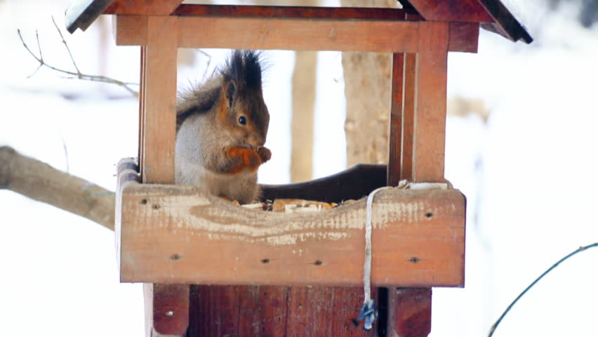 A Little Funny And Cute Squirrel Eating Nuts In A Wooden Bird Feeder In