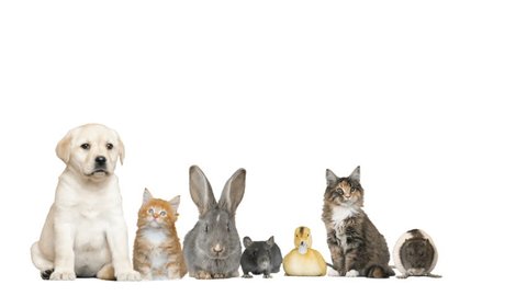 Funny Animals On White Background Stock Footage Video (100% Royalty-free) 1008372277 | Shutterstock Funny Animals On White Background Stock Footage Video (100% Royalty-free) 1008372277 | Shutterstock