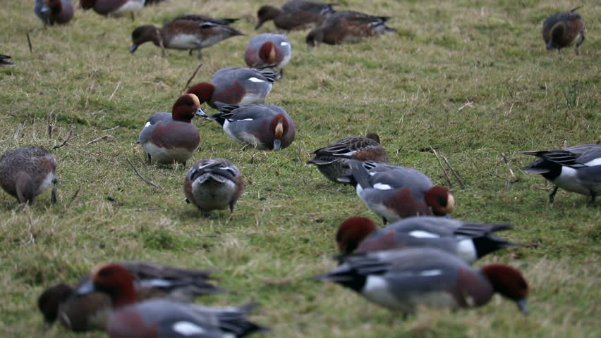 Header of wigeon
