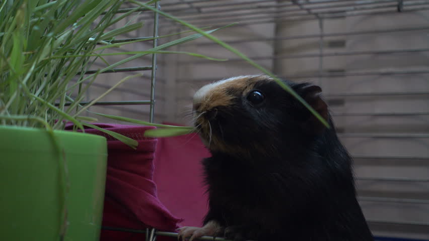 Header of cavy