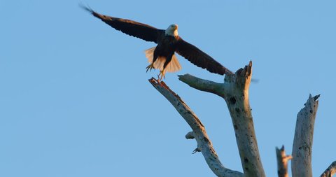 Beautiful Shot Of Bald Eagle Sitting Atop Of A Dead Tree Eagle Flies Away In Super Slow Motion As Camera Tracks Him Sunset Golden Hour 4k