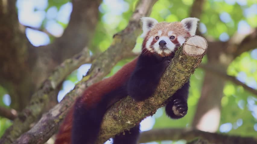 Cute Red Panda - Ailurus Fulgens In A Tree Image - Free Stock Photo ...