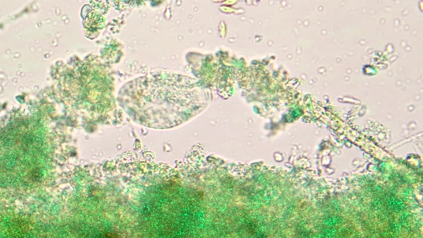 Header of paramecium
