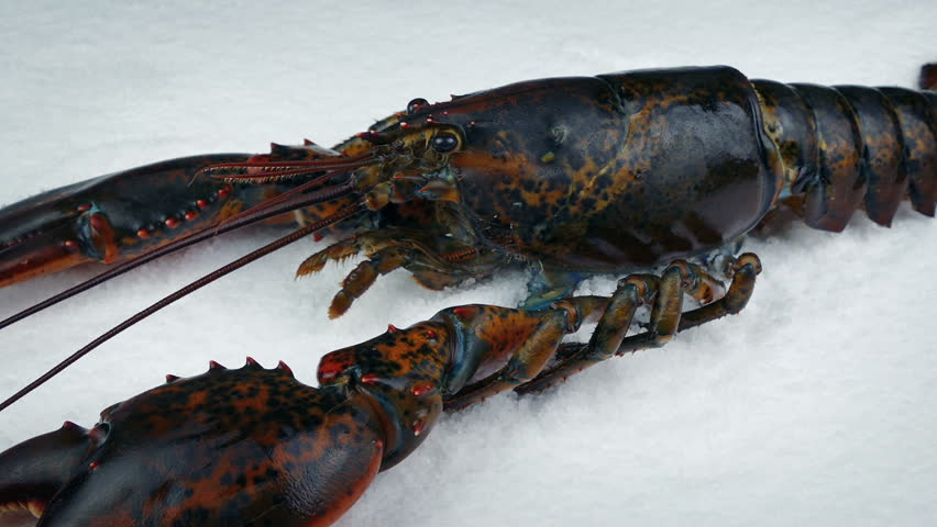 Header of lobster