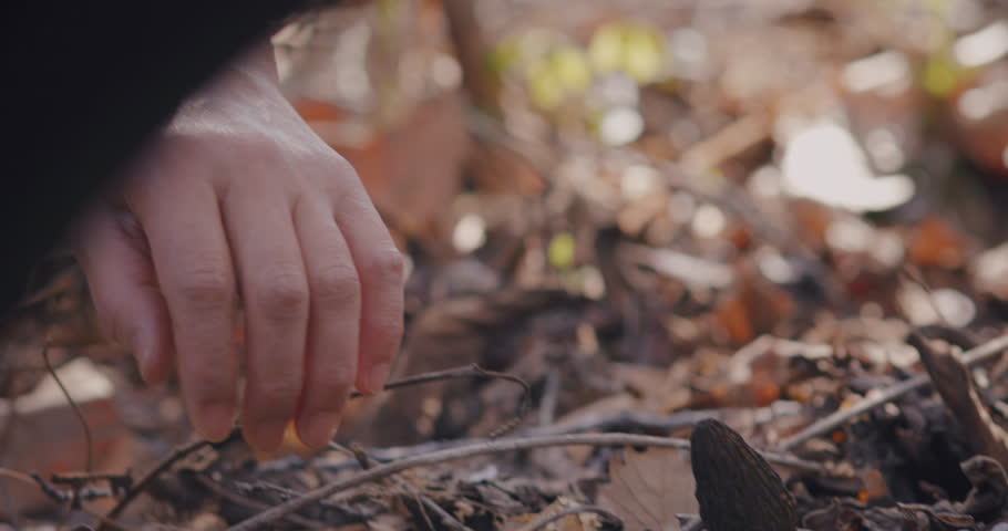 Header of morel