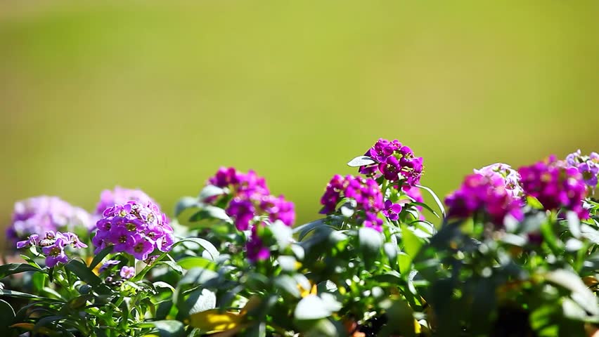 Header of alyssum