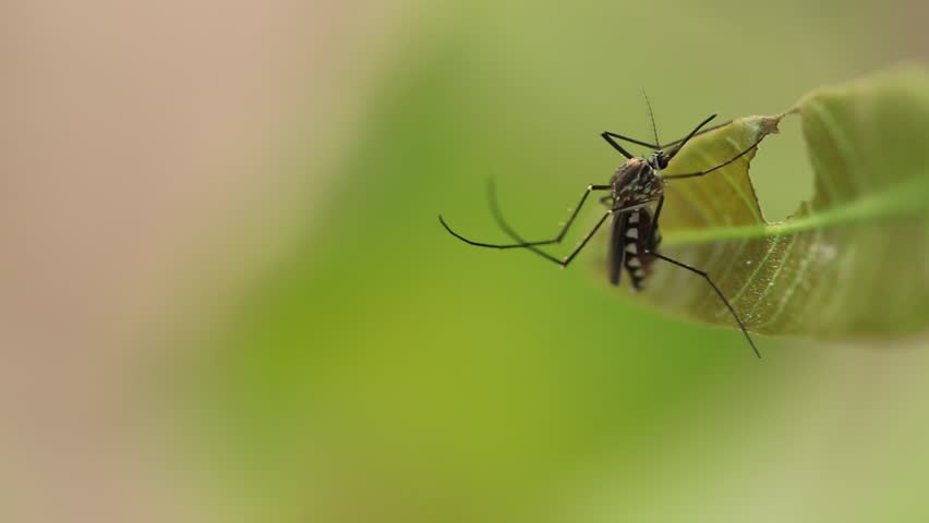 Header of Aedes aegypti