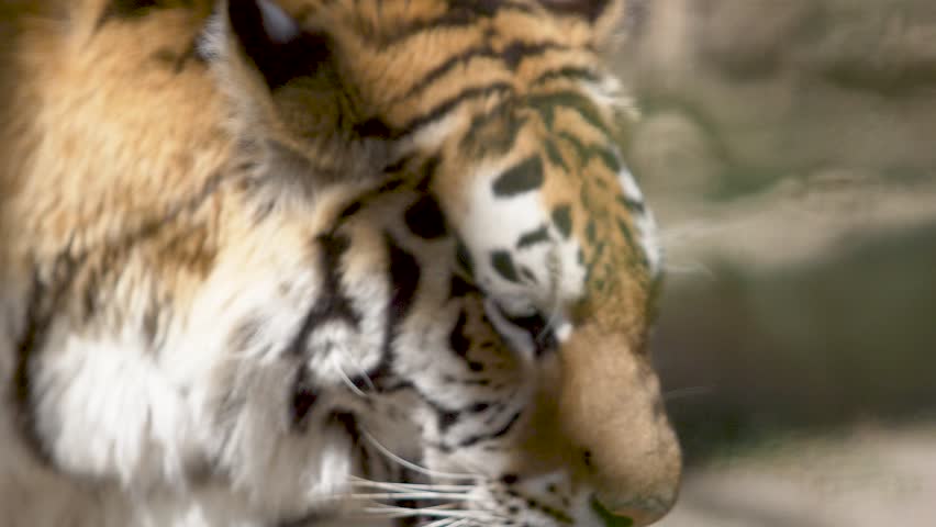 Header of spotty