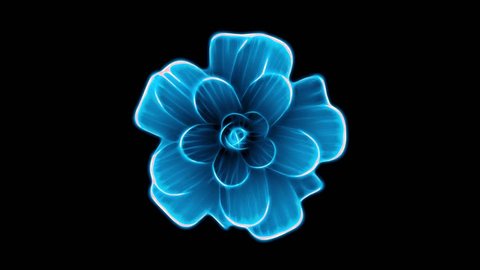 Opening Long Blooming Blue Flower Timelapse Stock Footage Video (100%  Royalty-free) 1010194187 | Shutterstock
