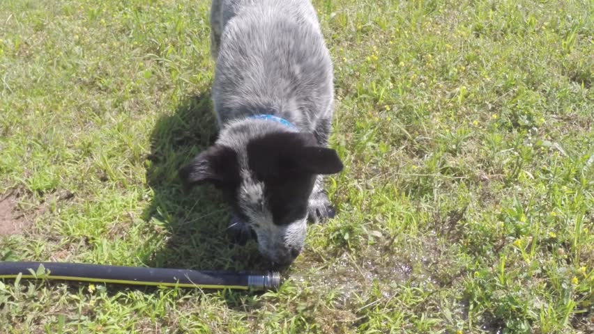 Header of heeler