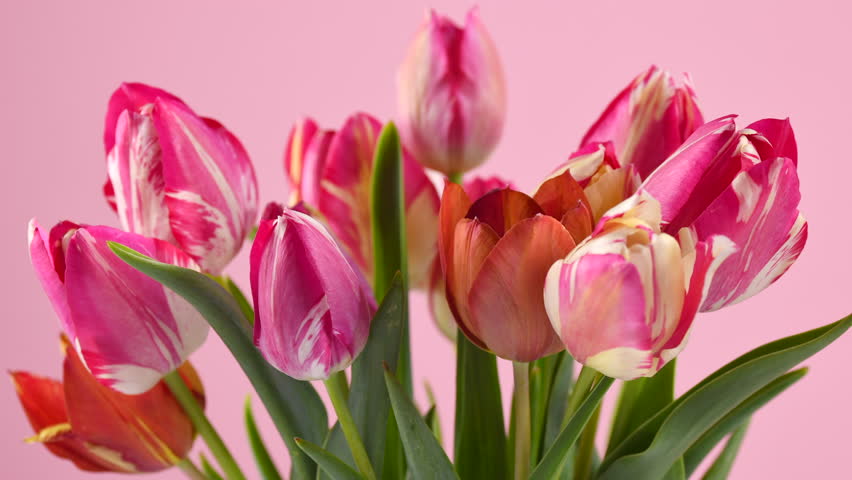 Our Time Lapse Photo Sequence Tulips Go >> Flowers Free Hd Video Clips Stock Video Footage At Videezy Our Time Lapse Photo Sequence Tulips Go >> Flowers Free Hd Video Clips Stock Video Footage At Videezy
