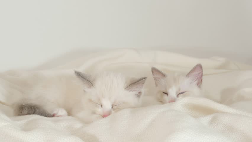 Sleeping Ragdoll Kittens Stockvideos Filmmaterial 100