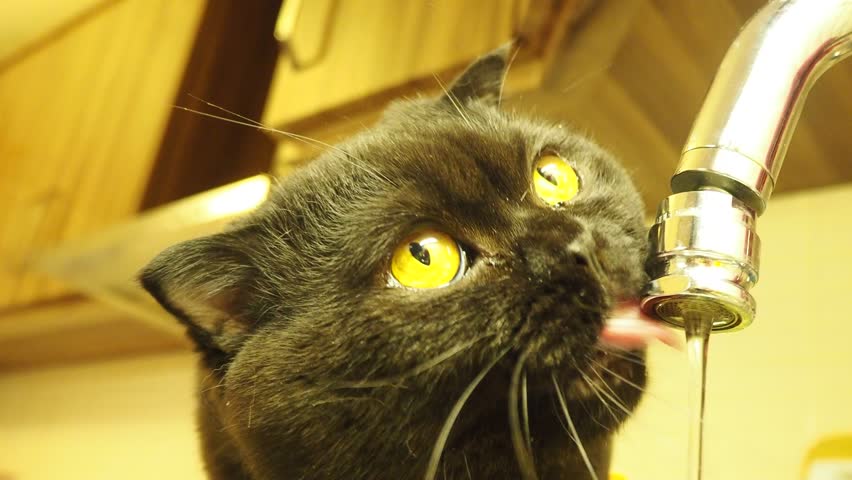 Black Cat Drinking Water From Stock Footage Video 100 Royalty