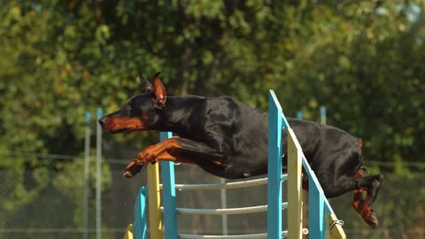 can doberman jump a fence