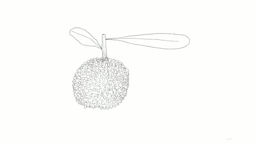 Header of bayberry