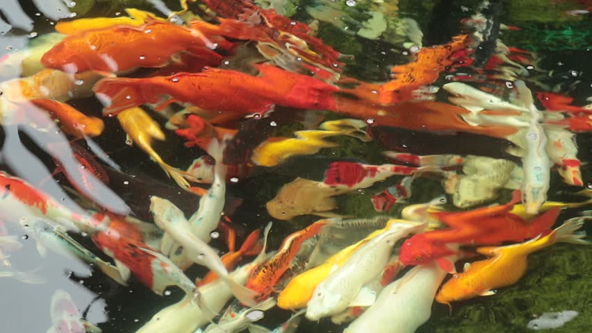 Header of carp
