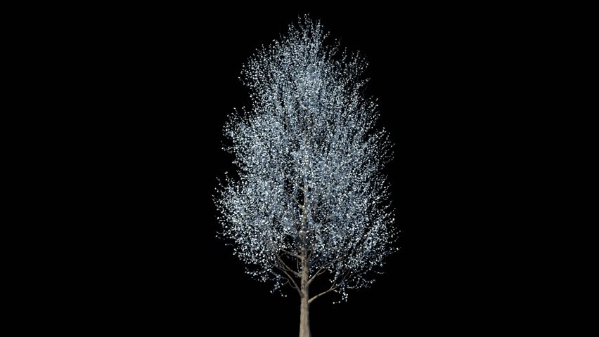 Header of Pyrus