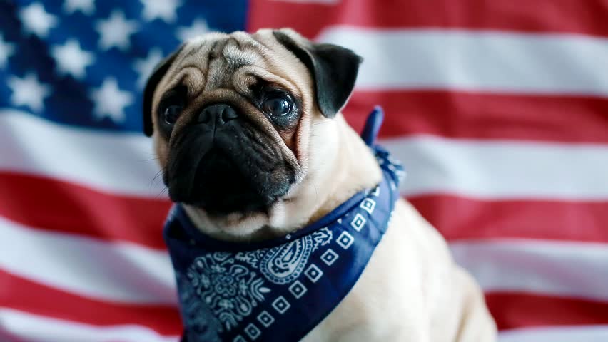 pug with bandana