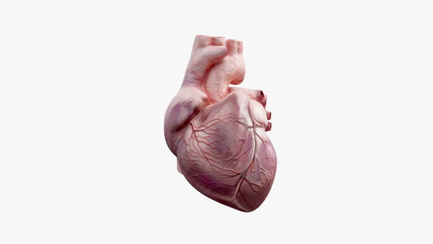 3d Animated Human Heart Stock Footage Video (100% Royalty-free