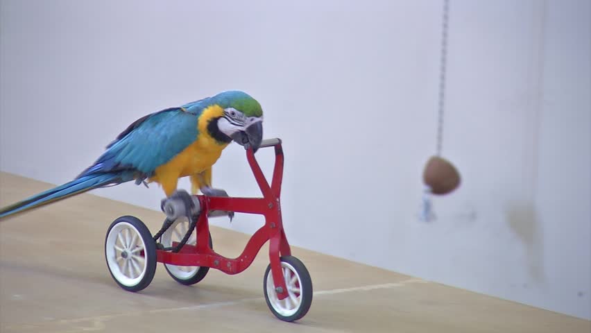 parrot tricycle